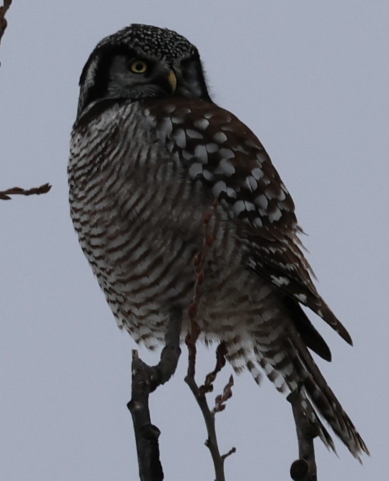 Northern Hawk Owl - Seth Benz