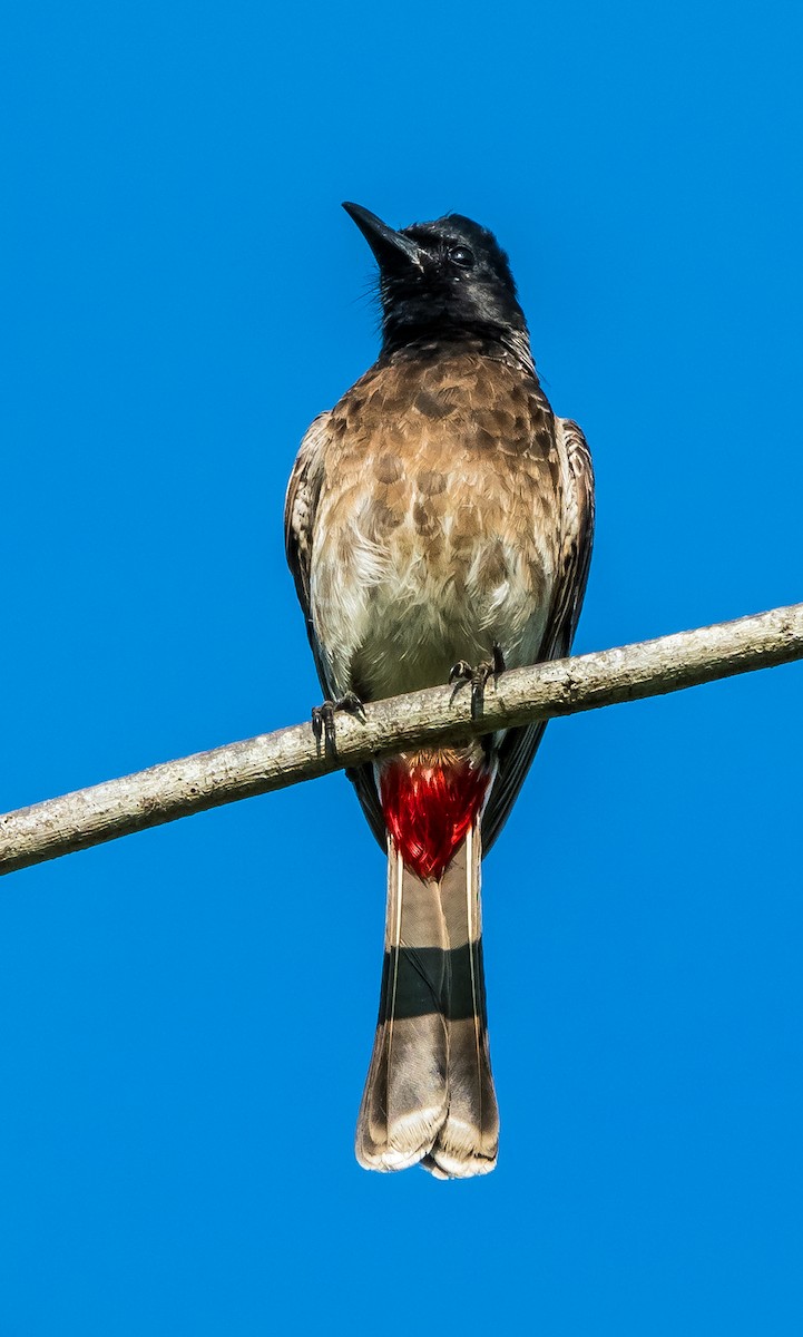 Red-vented Bulbul - ML614664840