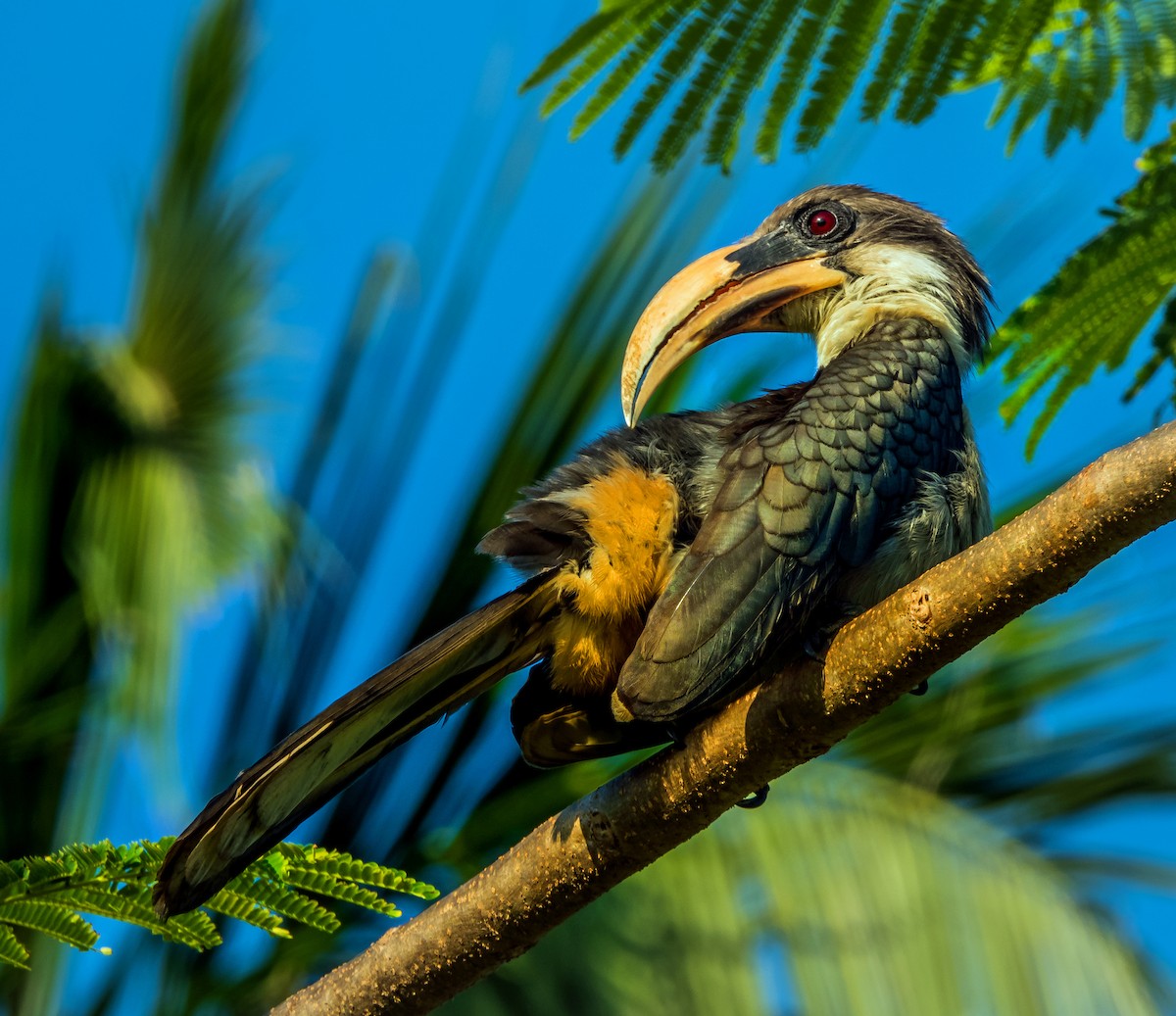 Sri Lanka Gray Hornbill - ML614664849