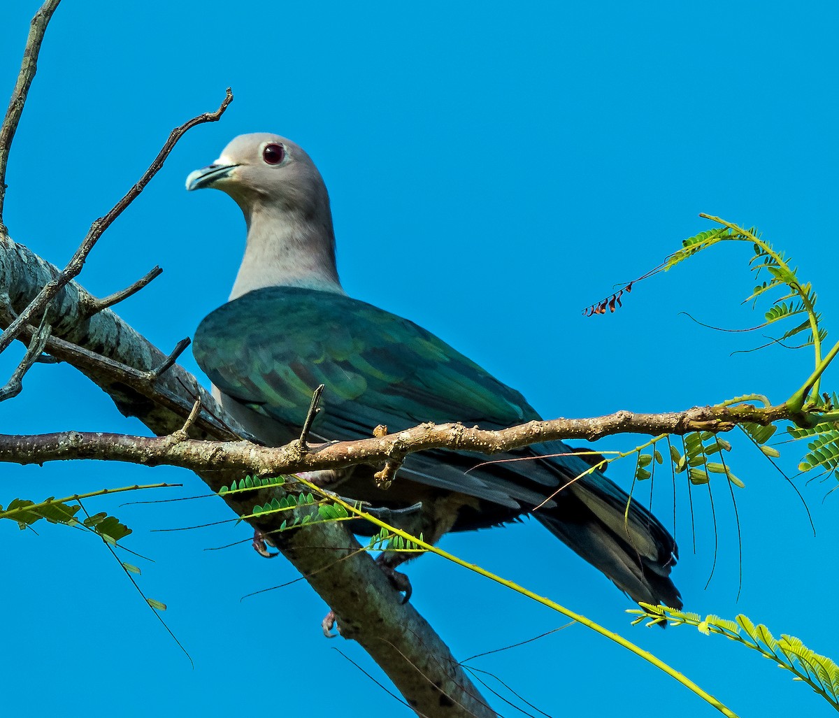 Green Imperial-Pigeon - ML614664867