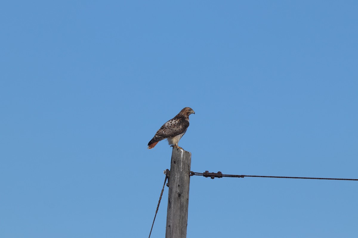 Red-tailed Hawk - ML614664894