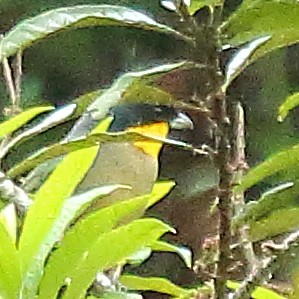Yellow-throated Tanager - ML614665330