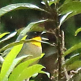Yellow-throated Tanager - ML614665331