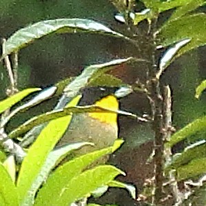 Yellow-throated Tanager - ML614665332