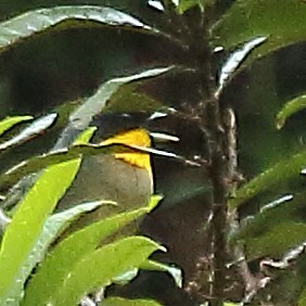 Yellow-throated Tanager - ML614665333