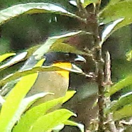 Yellow-throated Tanager - ML614665334