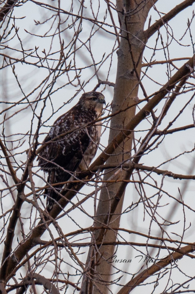 Red-tailed Hawk - ML614665616