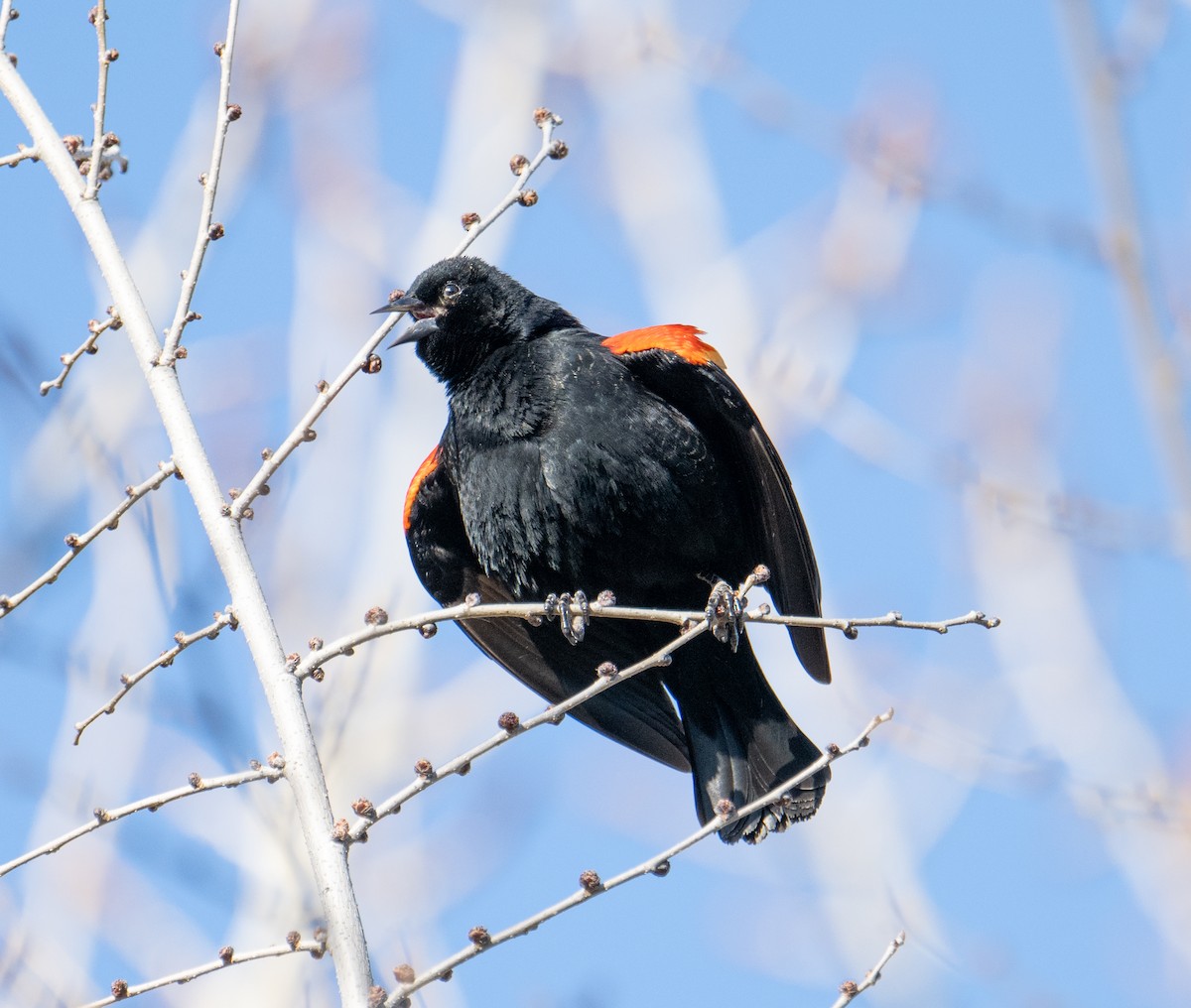 Red-winged Blackbird - Terry Rich