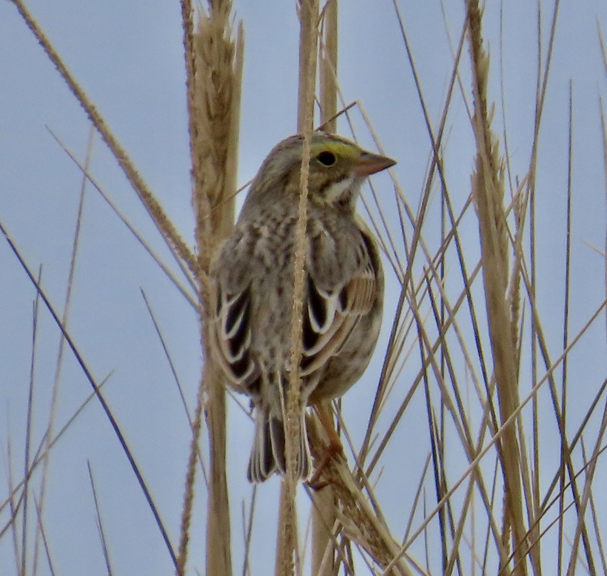 Savannah Sparrow (Ipswich) - ML614665711