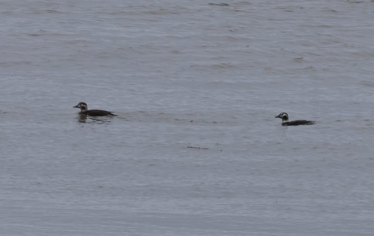 Long-tailed Duck - ML614665914