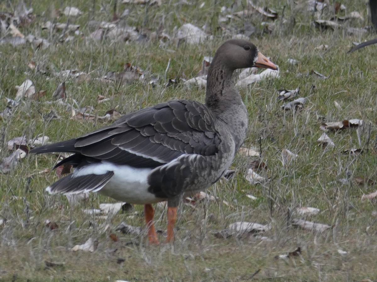 Greater White-fronted Goose - ML614665939