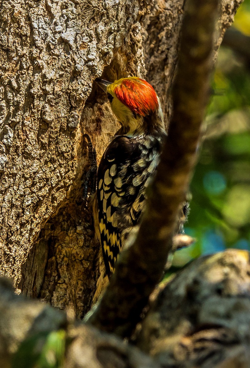 Yellow-crowned Woodpecker - ML614666033