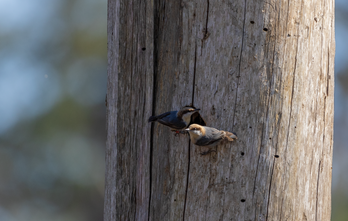 Brown-headed Nuthatch - ML614666122