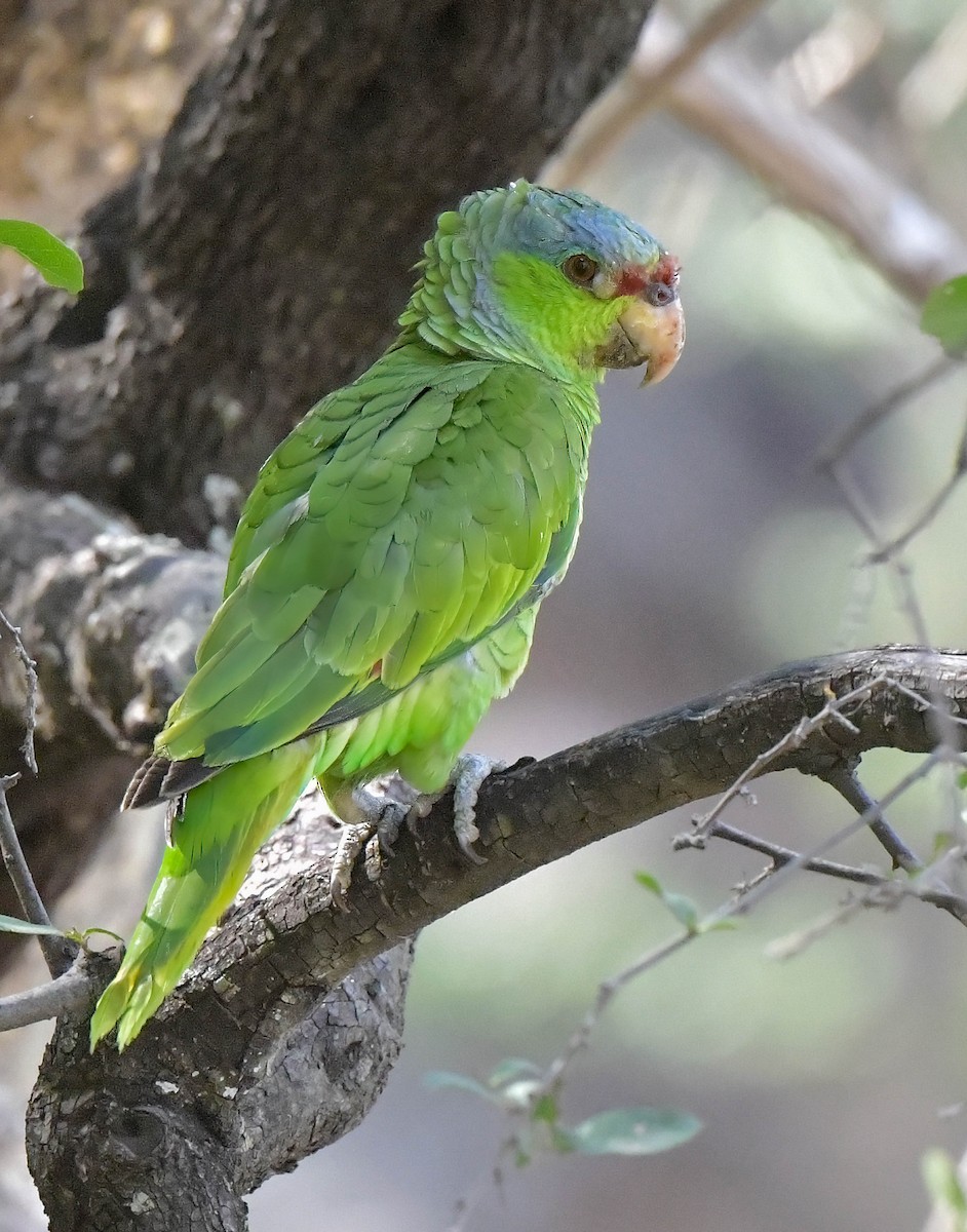 Lilac-crowned Parrot - ML614666124