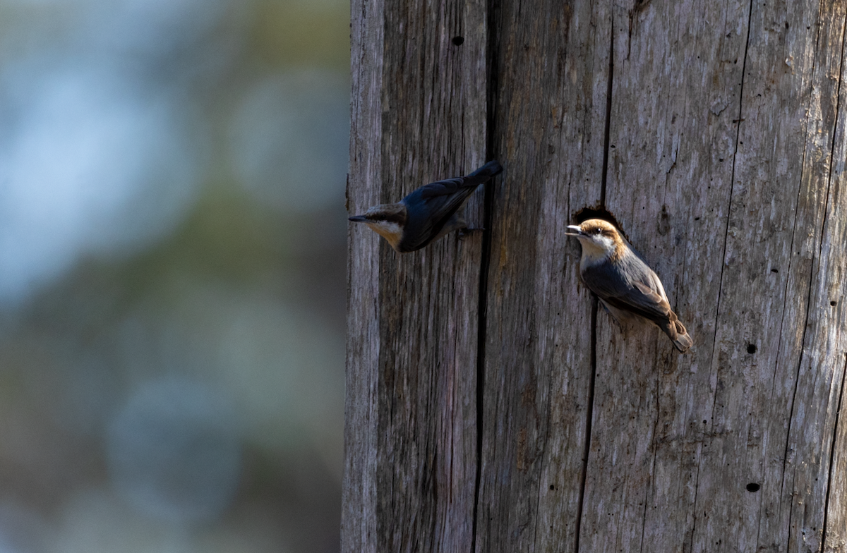 Brown-headed Nuthatch - ML614666165