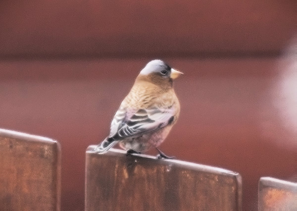 Gray-crowned Rosy-Finch - ML614666320