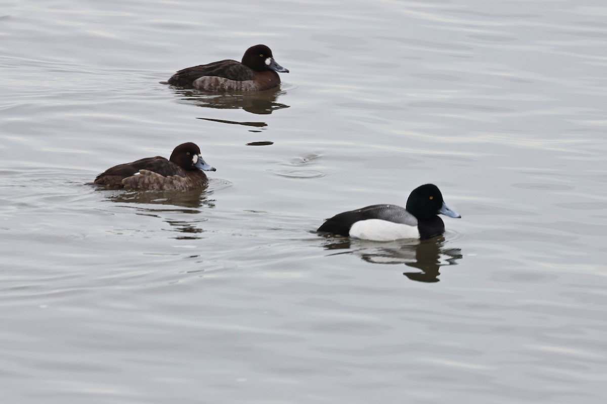 Greater Scaup - Alex Brent