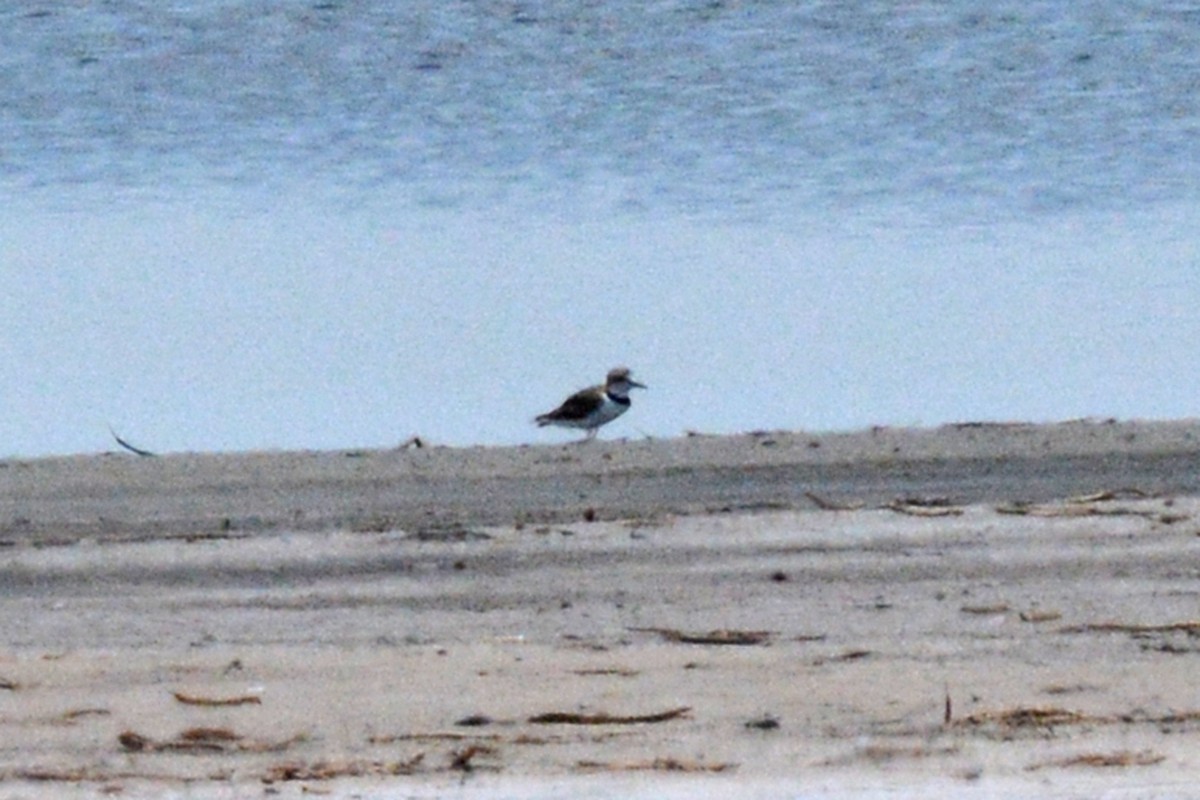 Collared Plover - ML614666435