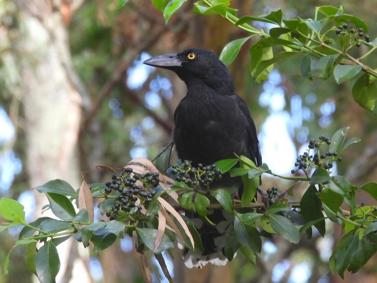 Pied Currawong - ML614666792