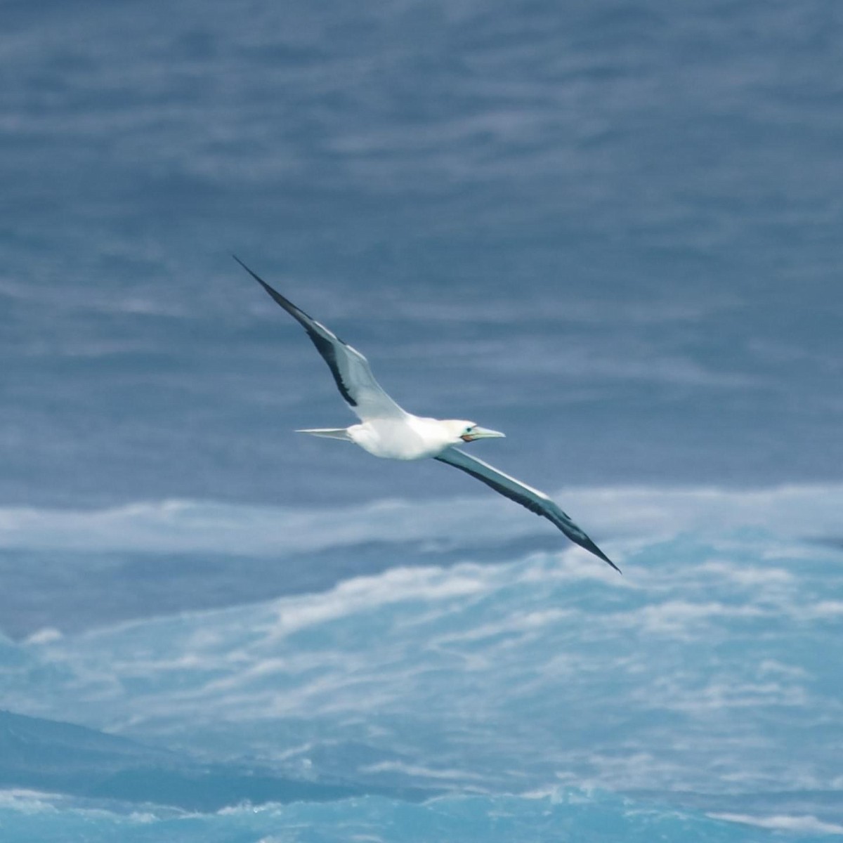 Red-footed Booby - ML614666880