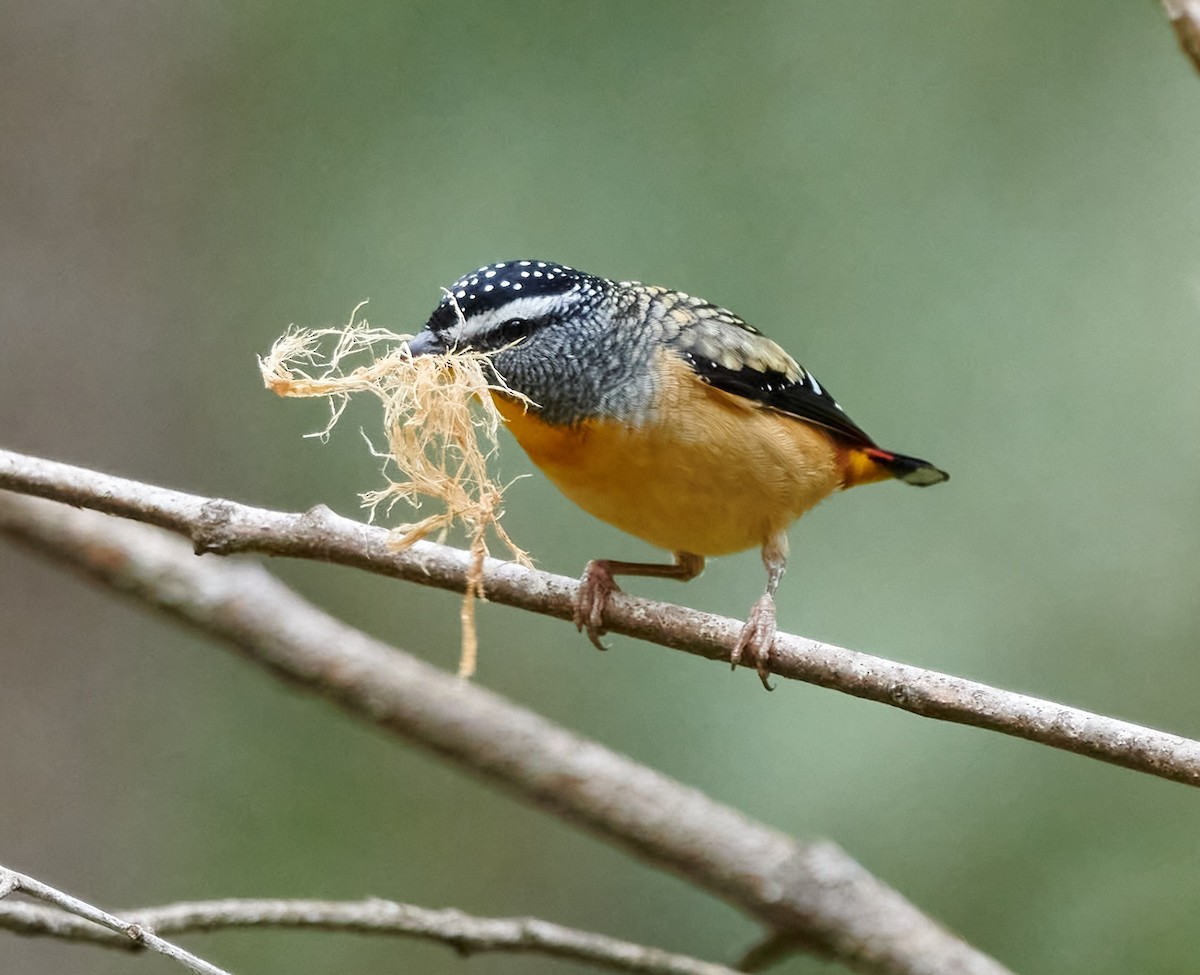Spotted Pardalote - ML614666972