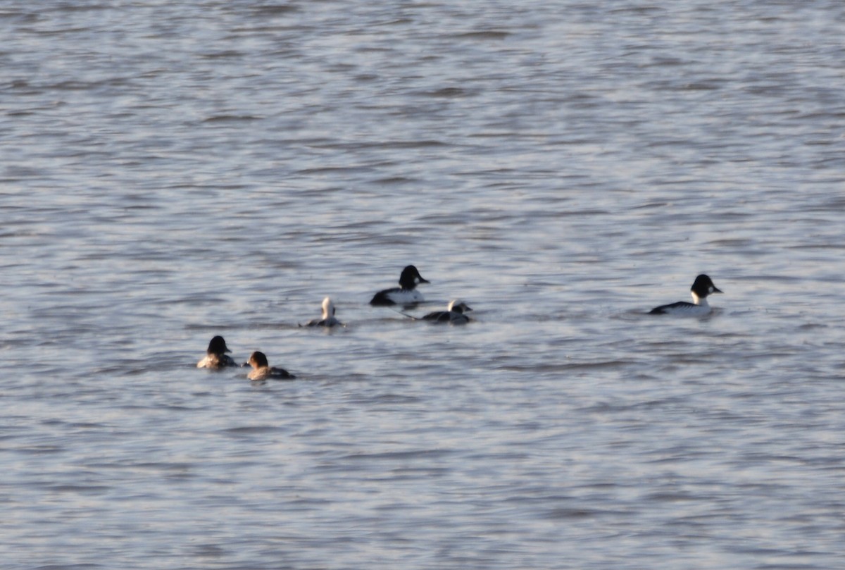 Long-tailed Duck - ML614667328