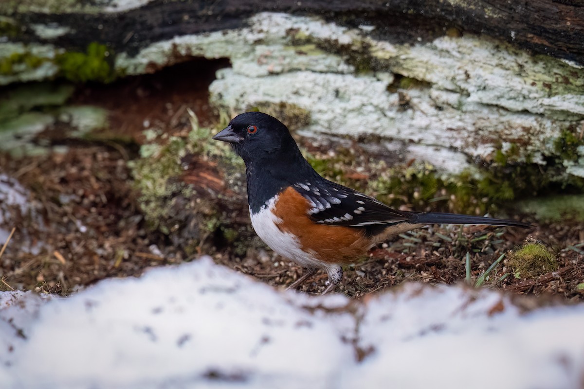 Spotted Towhee - ML614667689