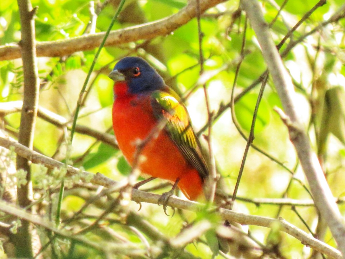 Painted Bunting - ML614667756