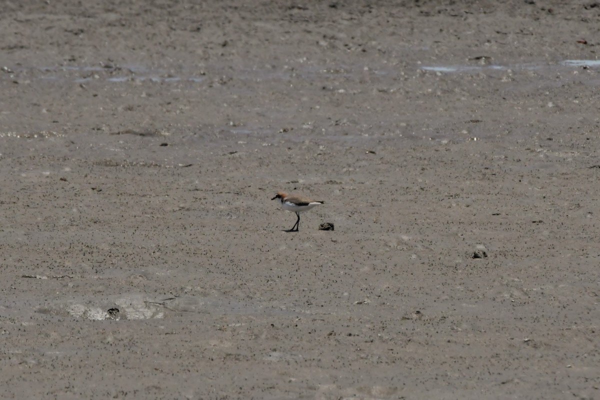 Red-capped Plover - ML614667884