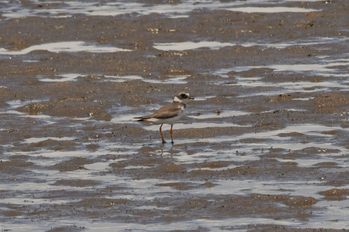 Semipalmated Plover - ML614667914