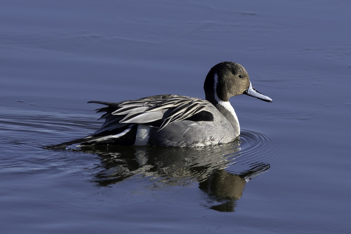 Northern Pintail - Marty DeAngelo