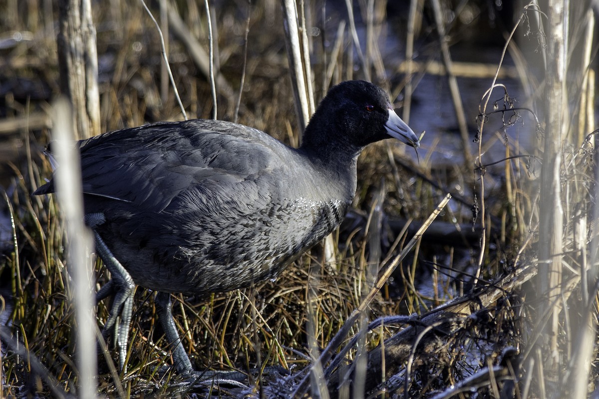 American Coot - Marty DeAngelo