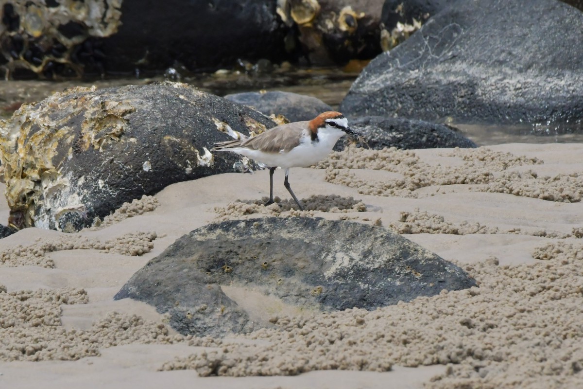 Red-capped Plover - ML614668270
