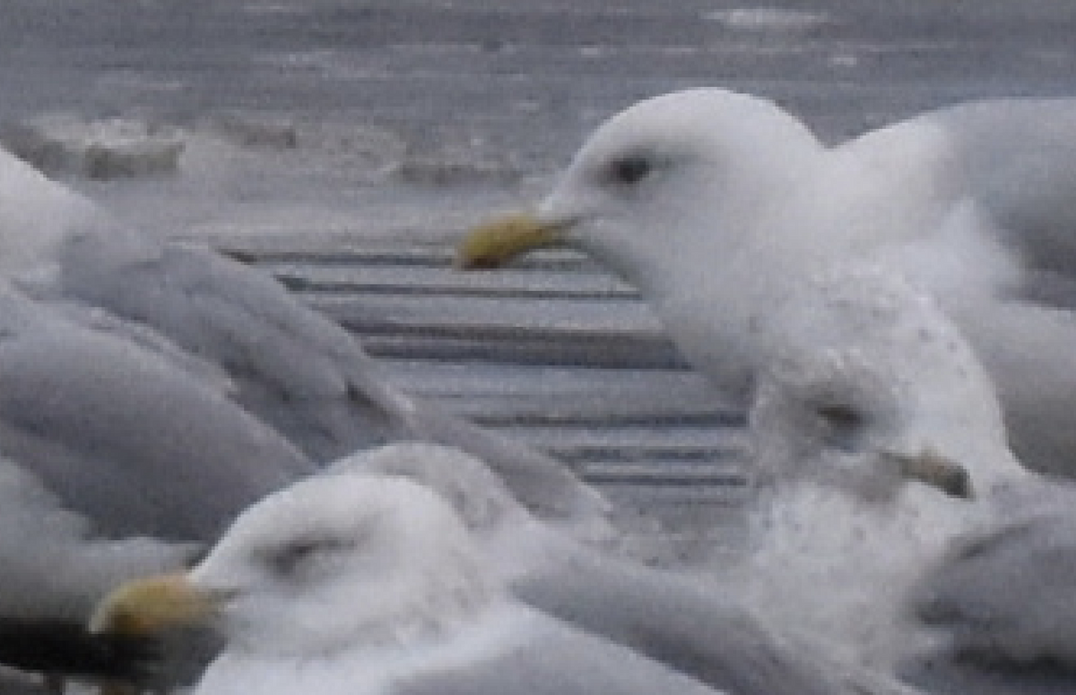 Iceland Gull (kumlieni) - ML614668368