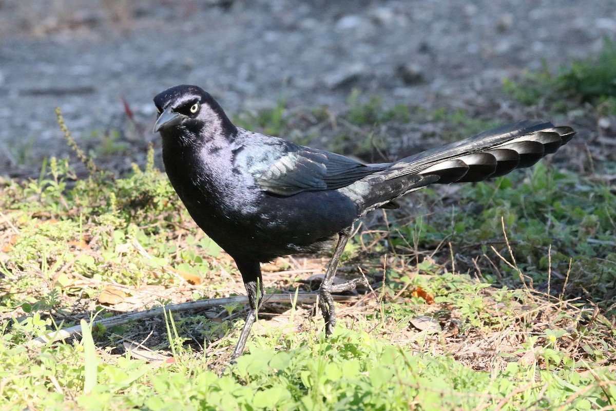 Great-tailed Grackle - ML614668408