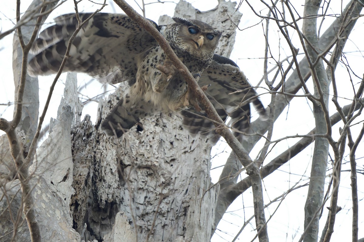 Spot-bellied Eagle-Owl - ML614668517