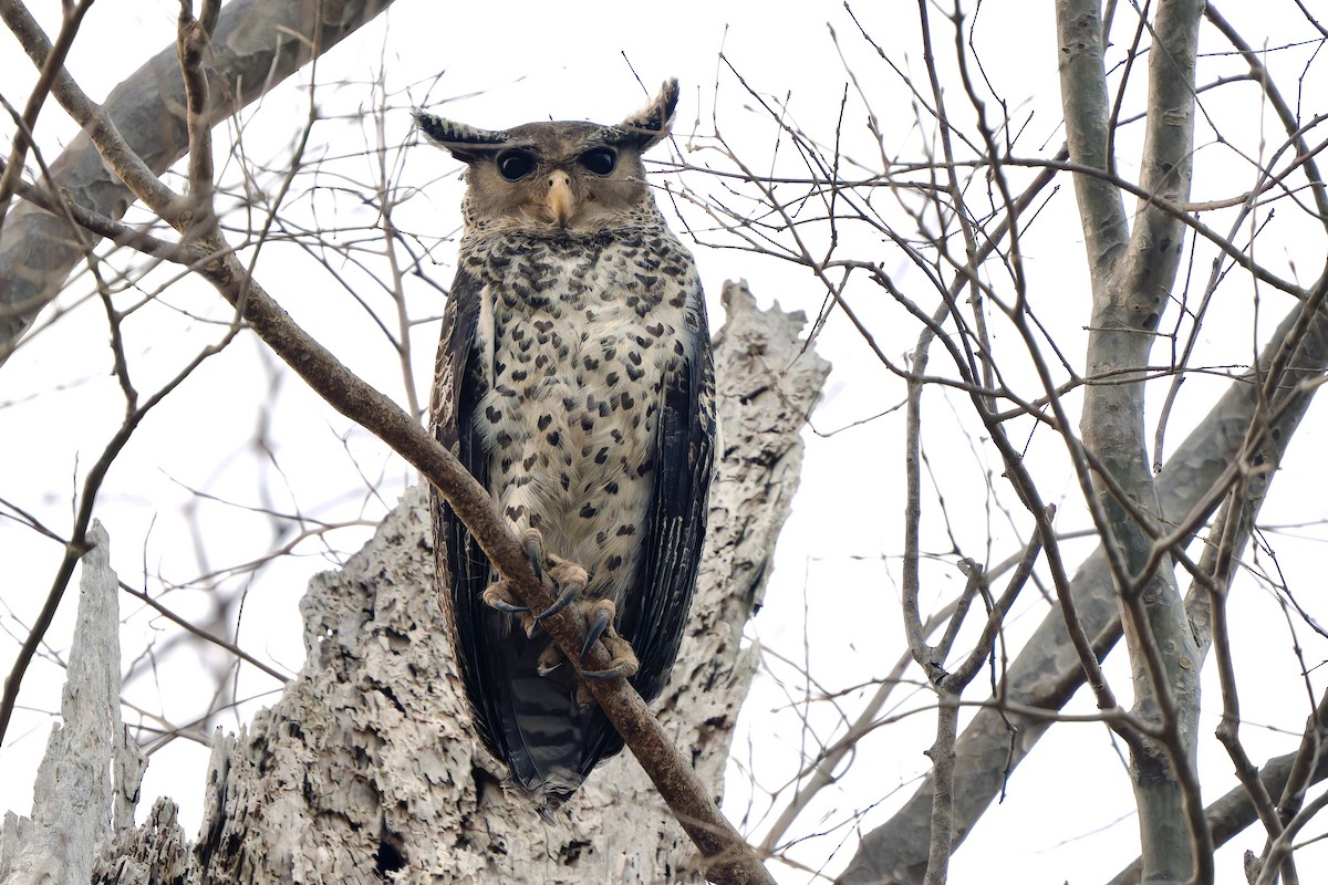 Spot-bellied Eagle-Owl - Sam Hambly