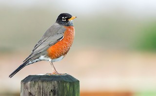 American Robin