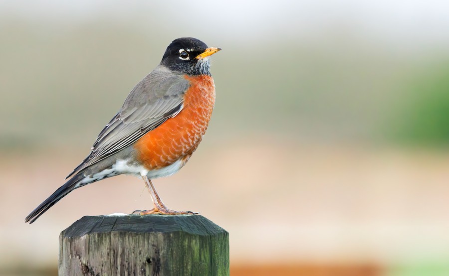 American Robin