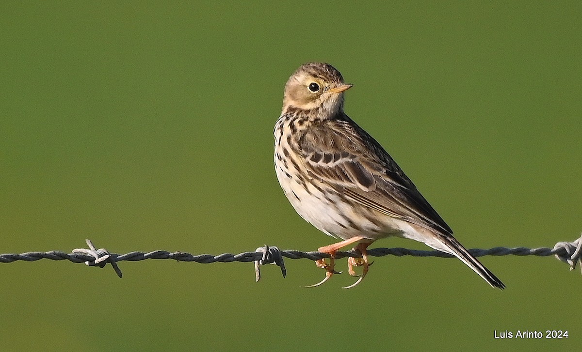 Meadow Pipit - ML614668941