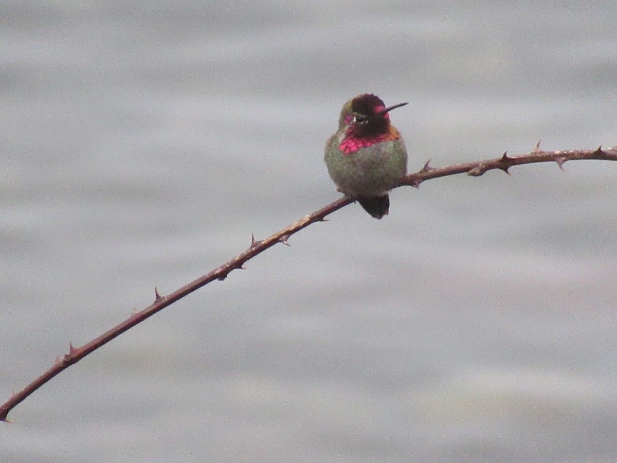 Anna's Hummingbird - ML614668964