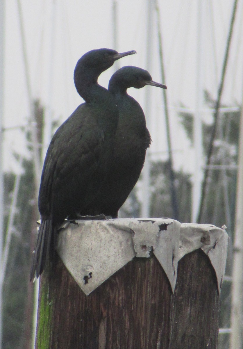 Pelagic Cormorant - Anonymous