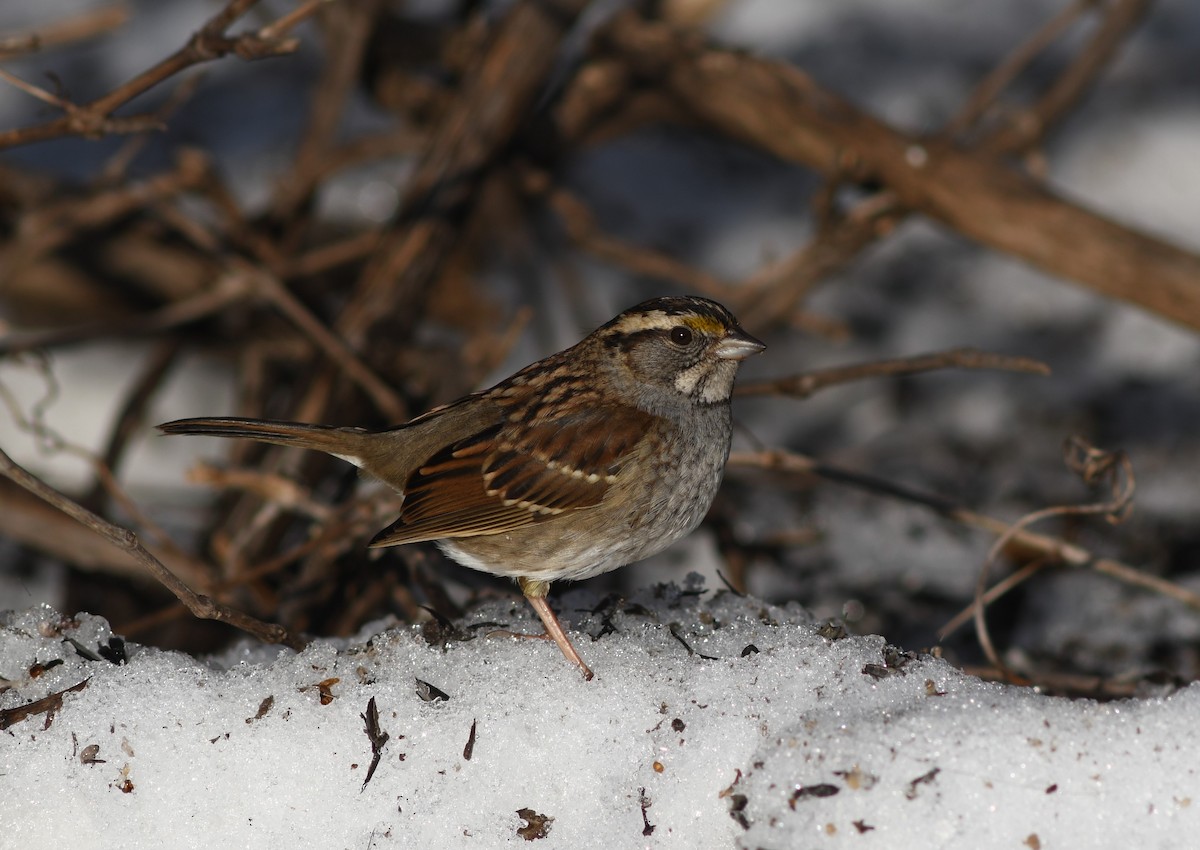 White-throated Sparrow - ML614669596
