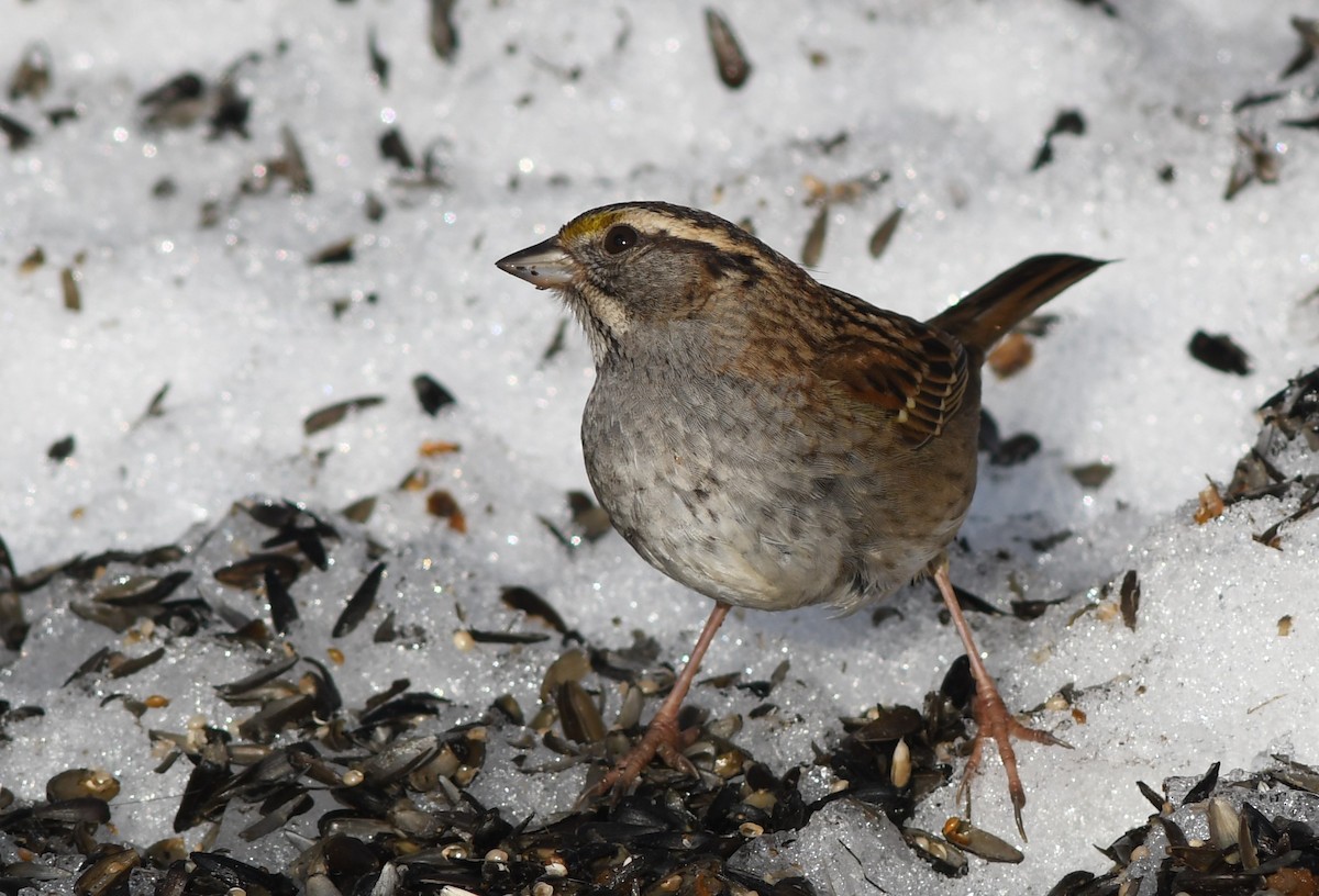White-throated Sparrow - ML614669605