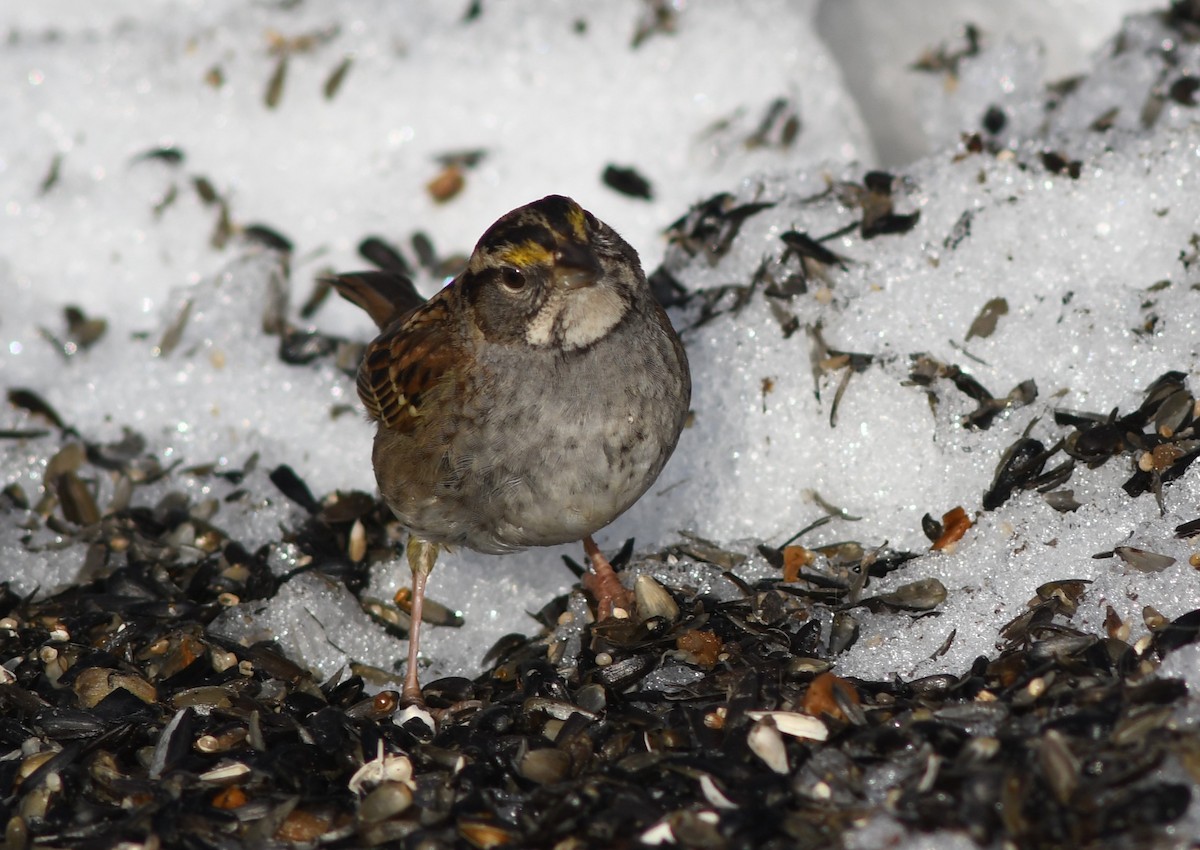White-throated Sparrow - ML614669610