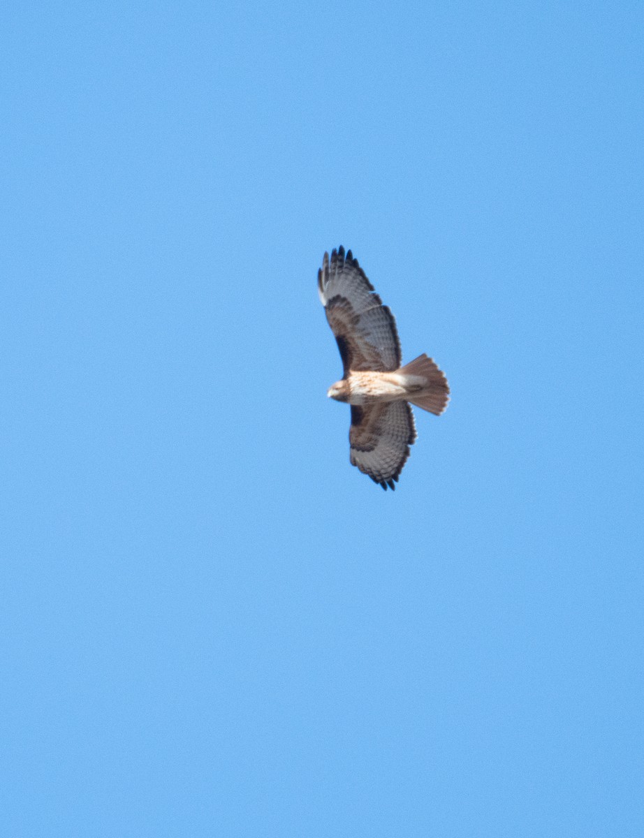 Red-tailed Hawk - ML614669699