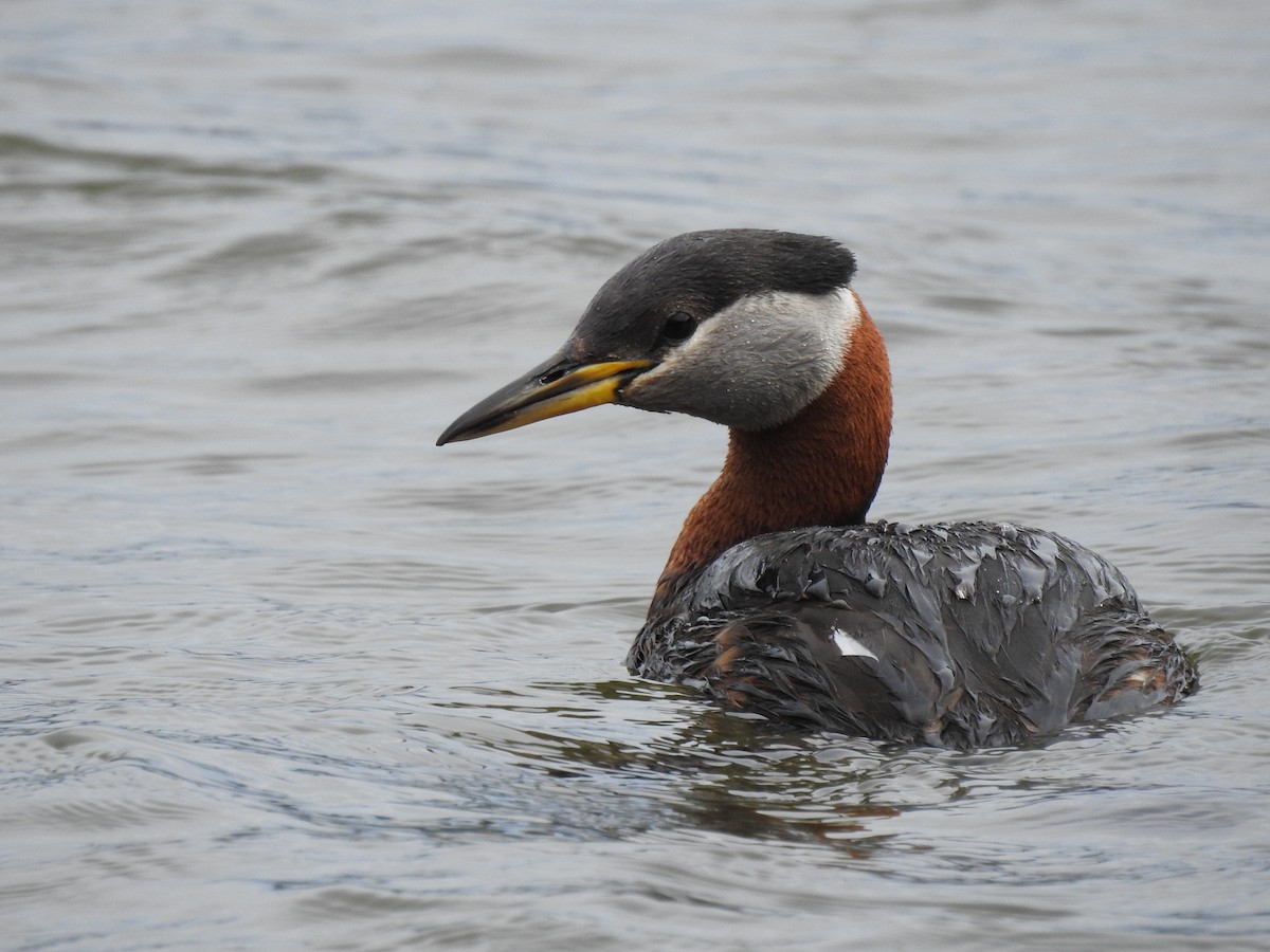 Red-necked Grebe - ML614670048
