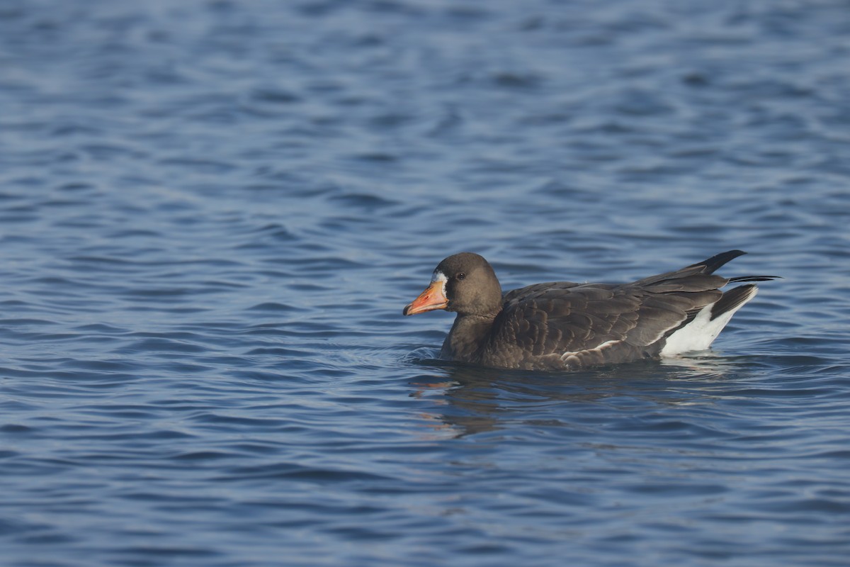 Greater White-fronted Goose - ML614670078