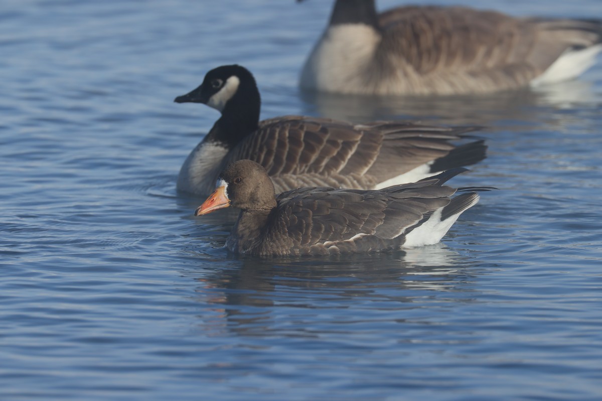 Greater White-fronted Goose - ML614670079
