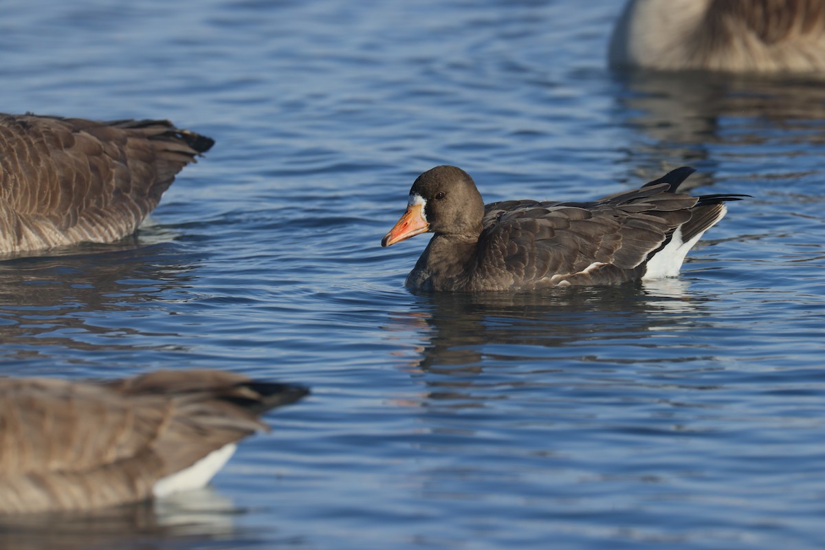 Greater White-fronted Goose - ML614670080